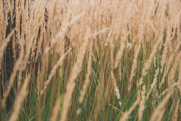 Obraz premium Reedweed spicy-flowered dwarf. Yellow dry plants.