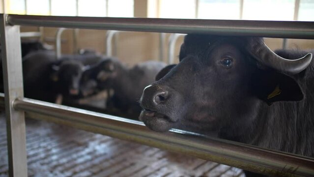 Black buffalo on the farm