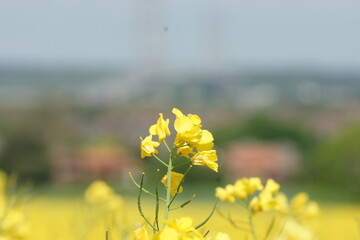 fields of Rapeseed in the British countryside, bright-yellow flowers against the blue sky 
