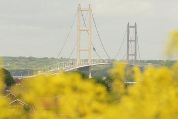 fields of Rapeseed in the Lincolnshire countryside, bright-yellow flowers on the ban of the river humber nr the Humber Bridge 