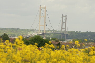 fields of Rapeseed in the Lincolnshire countryside, bright-yellow flowers on the ban of the river humber nr the Humber Bridge 