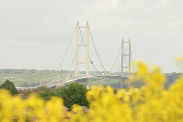 fields of Rapeseed in the Lincolnshire countryside, bright-yellow flowers on the ban of the river humber nr the Humber Bridge 