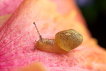 Slimy Snail sliding over a Hibiscus flower using its antennae to sense where to move to, Slowly moving across to petal 