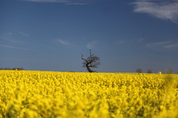 Tree in a field of summer crops, bright-yellow flowers against the blue sky, fields of Rapeseed