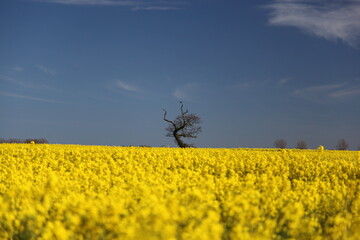 Tree in a field of summer crops, bright-yellow flowers against the blue sky, fields of Rapeseed