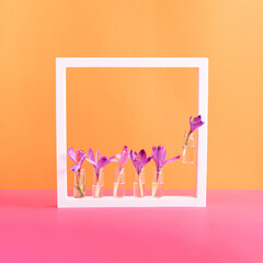Saffron flowers in glass vases inside a white square frame against orange and pink background. Square with copy space. Springtime concept