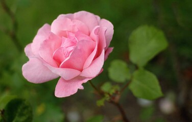 Obraz premium A pink rose grows on a flower bed surrounded by a green flowerbed