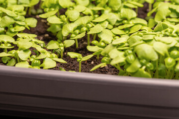 Basil seed sowing in a small greenhouse