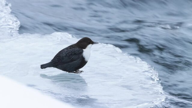 Small White-throated dipper, Cinclus cinclus standing on the edge of ice in Northern Finland