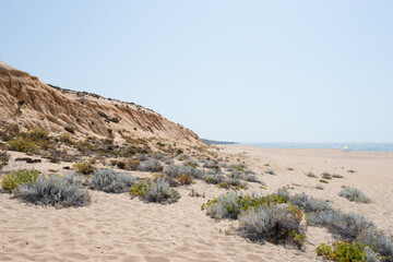 Sandy plants in a beautiful empty beach at Alentejo coast. Portugal