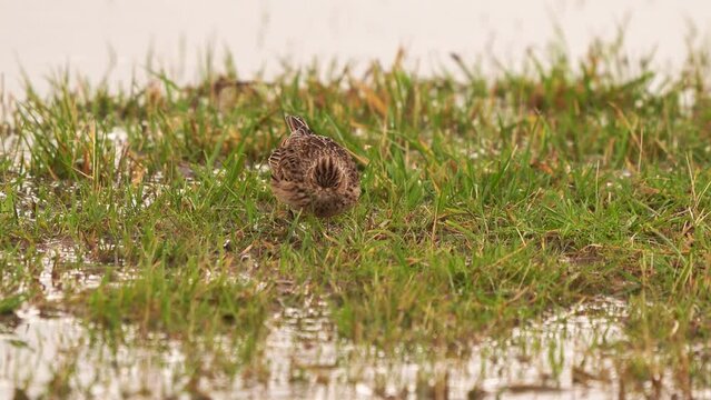 A singing skylark (Alauda arvensis) sitting in the grass surrounder by water