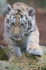Amur tiger cub