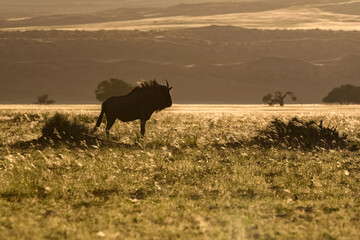 Namibia, gnu herd standing in the savannah, red mountain in background
