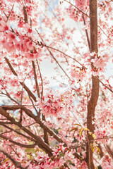 Cherry Trees
