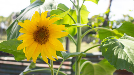 FRESH SUNFLOWER IN A ORCHARD ON A SUNNY DAY