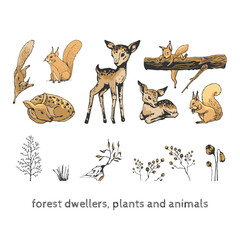 forest dwellers, plants and animals forest dwellers, squirrel runs, sits, jumps,, deer sits, stands, plants, grass, flowers, forest graphic elements, hand drawing, set of isolated wild nature symbols