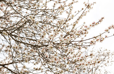 Fototapeta na wymiar Almond Tree Branches Spring Nature