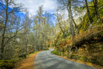 Fototapeta na wymiar Beautiful forest with huge trees covered with moss and orange leaves on the ground. Road on the mountain Serra da Estrela - Portugal with beautiful huge trees