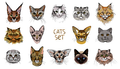 Set of cat's portraits. Hand drawn sketch. Different breeds. Abyssinian, Curl, Asian, Australian Mist, Balinese, British, Persian, Savannah, Siamese, Siberian, Singapura, karaket. Vector illustration.