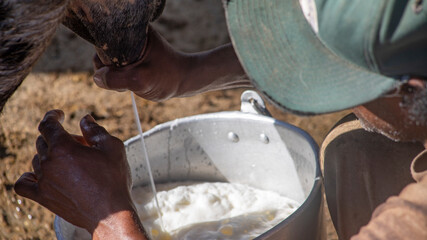 AFRO-DESCENDANT PEASANT MILKING A COW WITH HIS HANDS, IN THE TRADITIONAL WAY IN LATIN AMERICA AND THE CARIBBEAN, INHERITANCE FROM HIS AFRICAN ANCESTORS