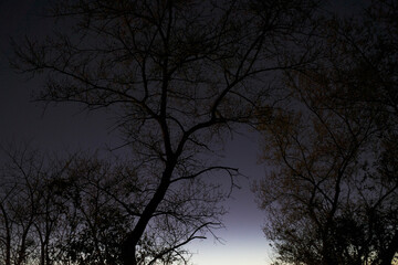 Trees in an urban park at night