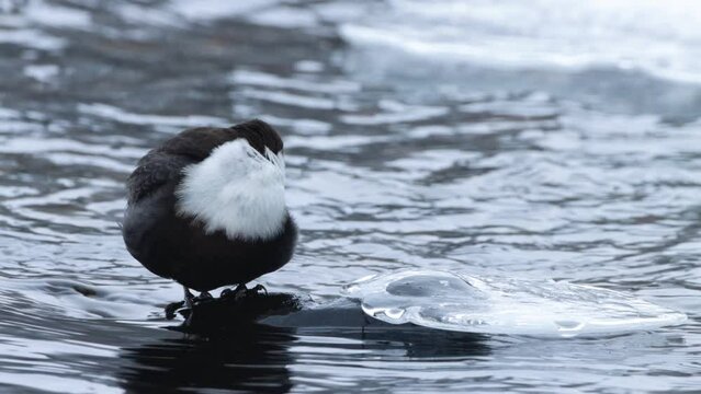 White-throated dipper, Cinclus cinclus cleaning itself while standing on a rock