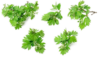 green hawthorn branch collection isolated on white background. crataegus plant stem set cut out. herbal medicine