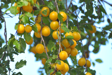 On the branch ripen fruits of cherry-plum (Prunus cerasifera).