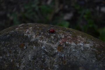 beautiful ladybug in spring, macro