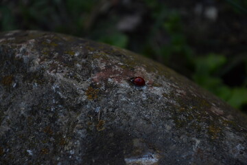 beautiful ladybug in spring, macro