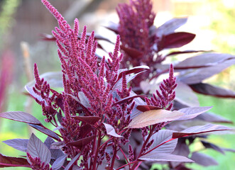 Summer flowering amaranth
