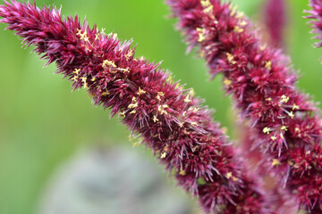 Obraz premium Summer flowering amaranth