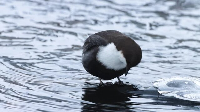 Small White-throated dipper, Cinclus cinclus standing in an icy water in Northern Finland