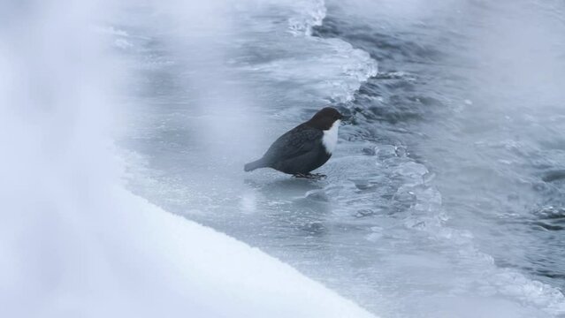 Small White-throated dipper, Cinclus cinclus standing in an icy water in Northern Finland