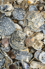 a close up macro  selection of sea shells shot from above no people nobody