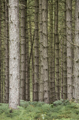 Obraz premium abstract shot of pine tree trunks vertical format nobody no people