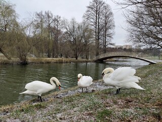 Swans on the lake shore - wildlife in the city park - early spring