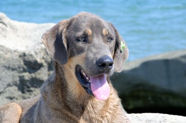 the muzzle of a large dog is close-up against the background of the sea with chips in the ear