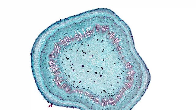 zoom in cross section cut slice of plant stem under the microscope &ndash; microscopic view of plant cells for botanic education &ndash; high quality animation