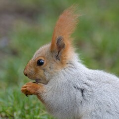Red squirrel in Almaty park