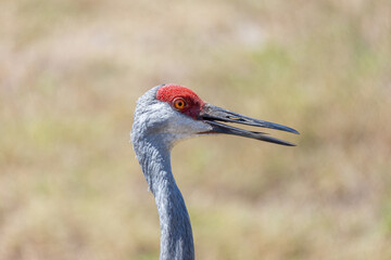 Closeup of the head of a sandhill crane (Antigone canadensis) with beak open