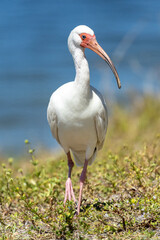Portrait of a white ibis (Eudocimus albus) in Jupiter, Florida, USA