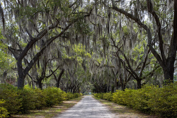 Looking down a long dirt road underneath Spanish moss hanging from live oak trees in Bonaventure...