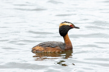 Horned grebe (Podiceps auritus) on the water