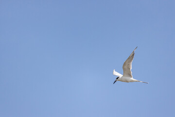 Fototapeta na wymiar Juvenile Forster's tern (Sterna forsteri) in flight against a clear blue sky