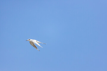 Juvenile Forster's tern (Sterna forsteri) in flight against a clear blue sky
