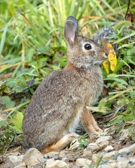 Close-up portrait of a wild eastern cottontail rabbit (Sylvìlagus floridanus) in Houston Meadow, Wissahickon Valley Park, Philadelphia, Pennsylvania, USA
