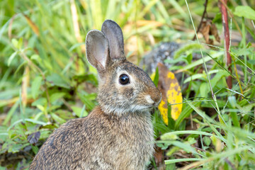 Naklejka na ściany i meble Close-up portrait of a wild eastern cottontail rabbit (Sylvìlagus floridanus) in Houston Meadow, Wissahickon Valley Park, Philadelphia, Pennsylvania, USA