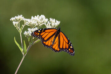 Fototapeta na wymiar Monarch butterfly (Danaus plexippus) on a white flower against a blurry background