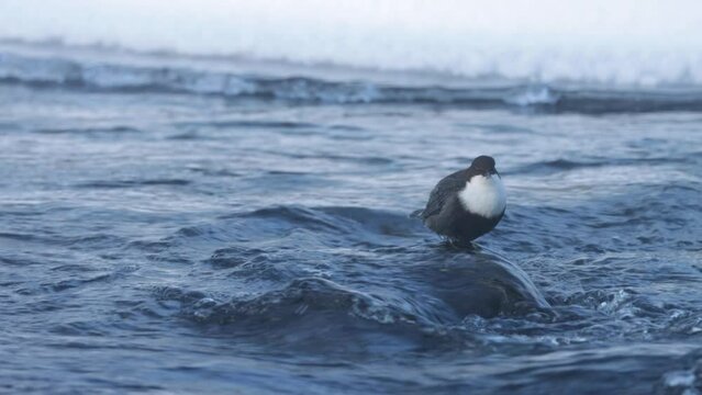 White-throated dipper, Cinclus cinclus standing on a rock in river rapids and singing. 